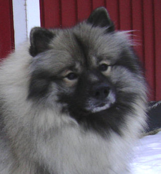 lvtorpets Uniqa-Uffe